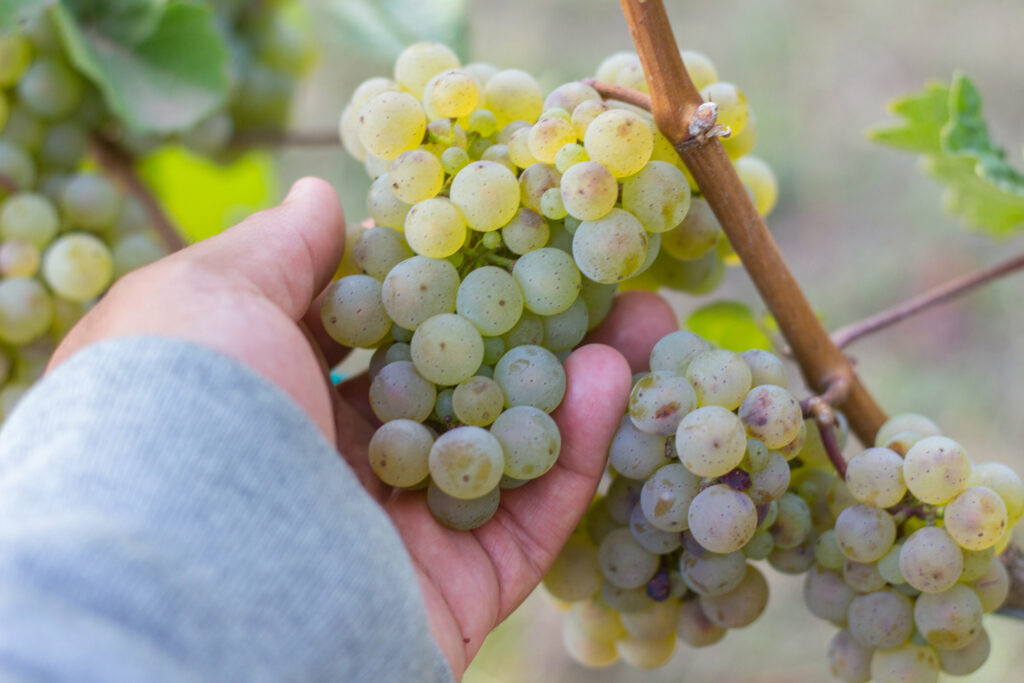 Harvest Intern position